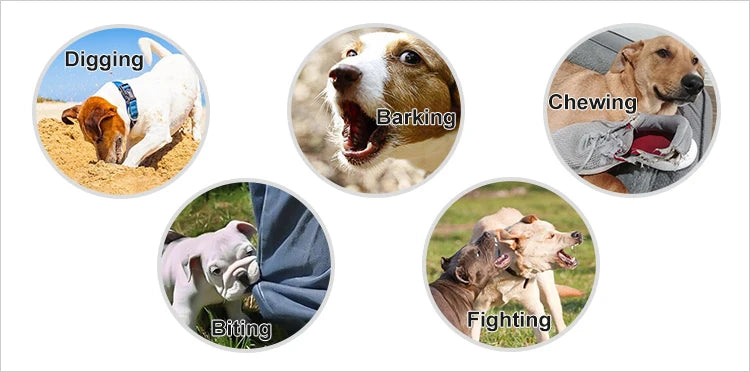 1000M Electric Pet Dog Training Collar IP67 Waterproof Rechargeable Remote Control Up to 3 Dogs E Collar Professional rainer